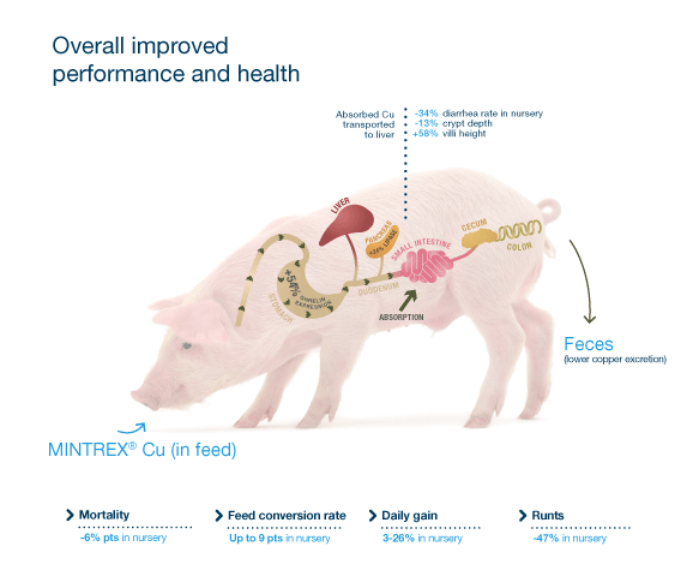 Organic trace minerals equip sows and piglets for profitable